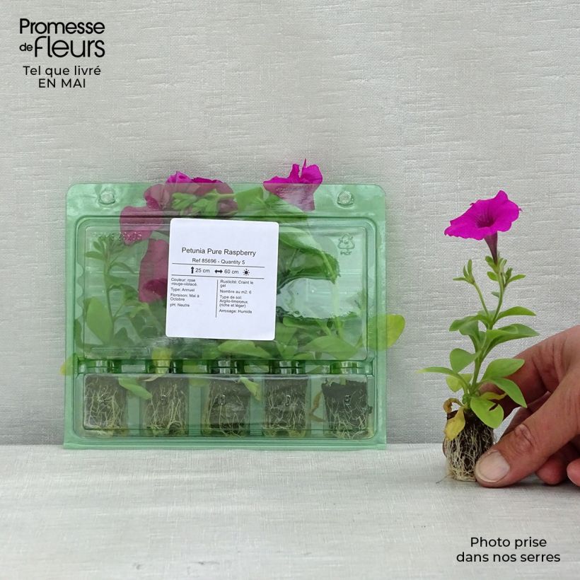 Esimerkki keväällä toimitetusta Riippapetunia Pure Raspberry Mini-motte Ø 1,5/2,5 cm-taimesta