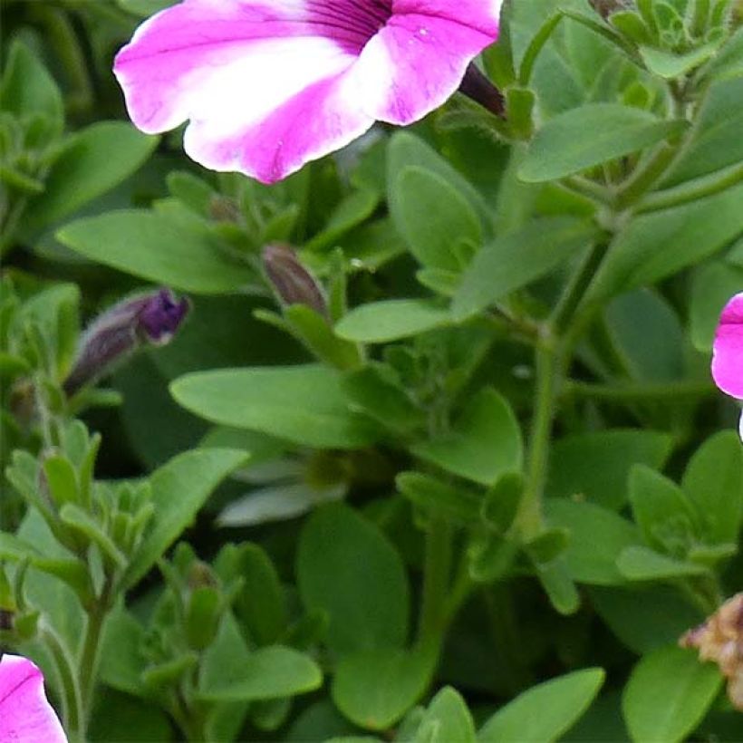 Tarhapetunia Raspberry Star (Lehvistö)