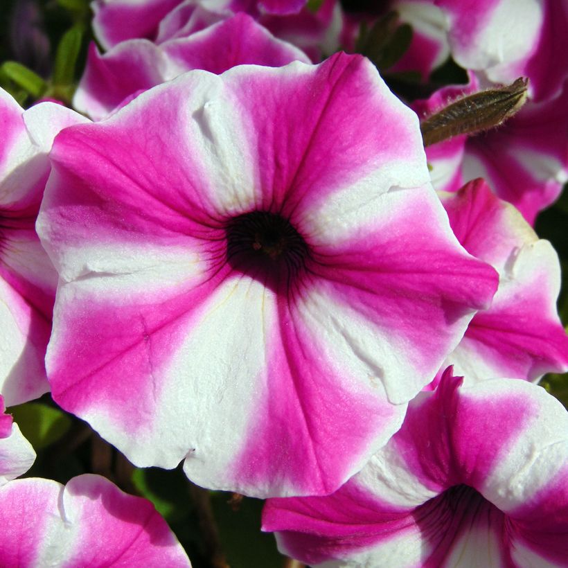 Tarhapetunia Raspberry Star (Kukinta)