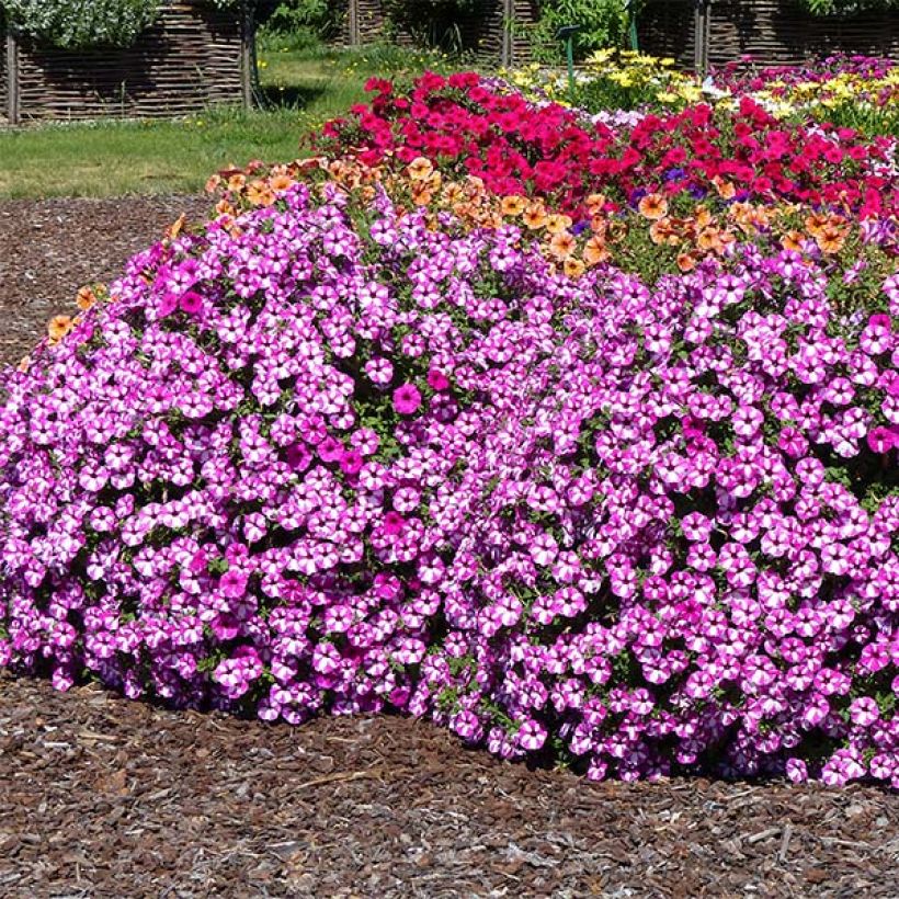Tarhapetunia Raspberry Star (Kasvutapa)