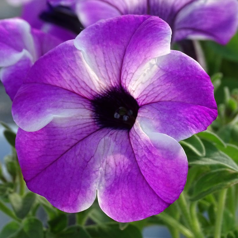 Tarhapetunia Red Carpet Orchid Frost (Kukinta)
