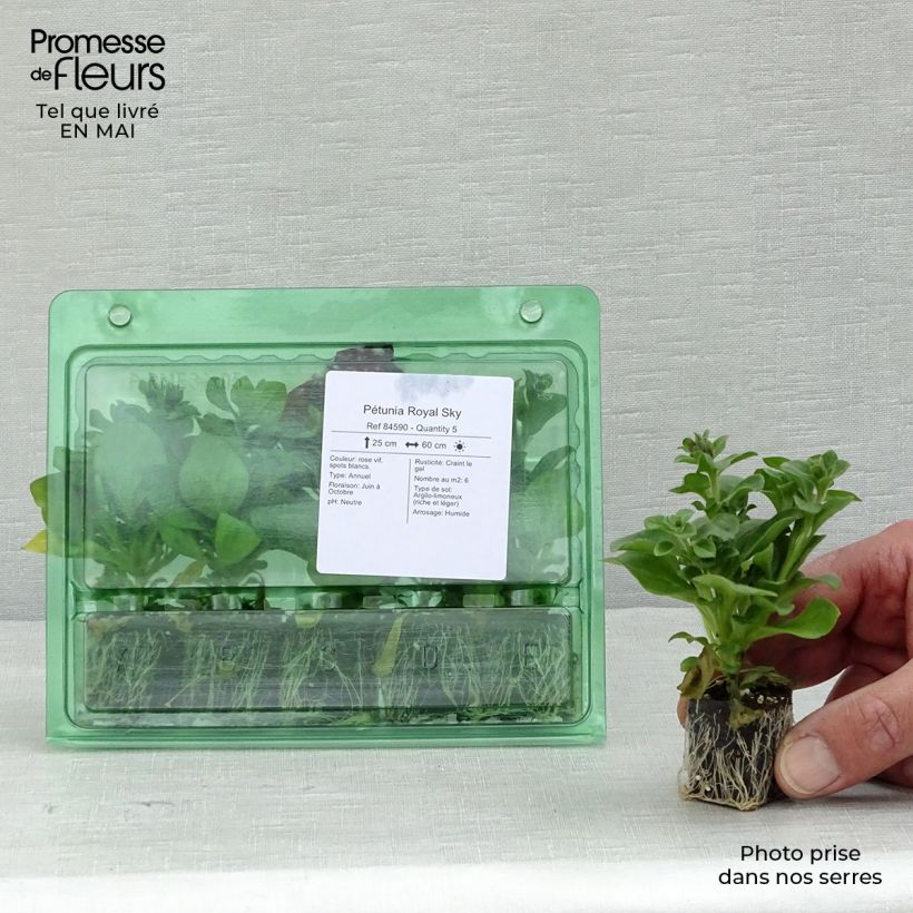 Esimerkki keväällä toimitetusta Tarhapetunia Royal Sky Mini-motte Ø 3/4 cm-taimesta