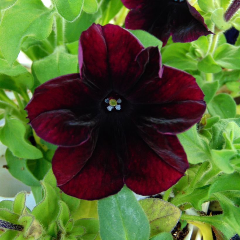 Tarhapetunia Sophistica Blackberry (Kukinta)