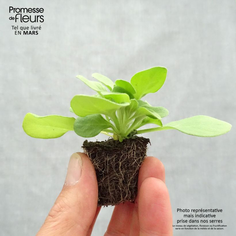 Esimerkki keväällä toimitetusta Tarhapetunia Sophistica Blackberry Jardimotte : motte 3,8 cm x 3,2 cm en plaque de culture par 16-taimesta