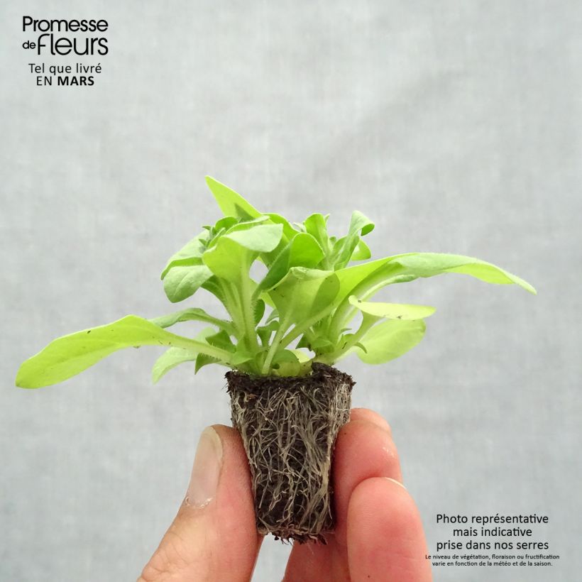 Esimerkki keväällä toimitetusta Tarhapetunia Sophistica Lime Green Jardimotte : motte 3,8 cm x 3,2 cm en plaque de culture par 16-taimesta