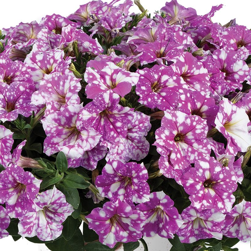 Tarhapetunia Splash Dance Fuchsia Flamenco (Kukinta)