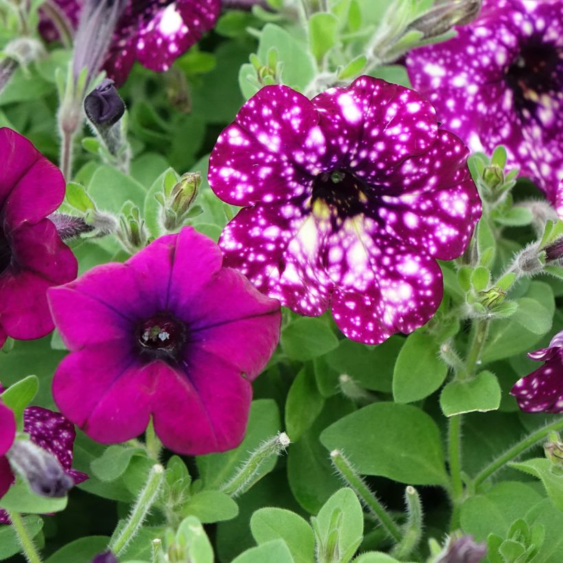Tarhapetunia Splash Dance Magenta Mambo (Kukinta)