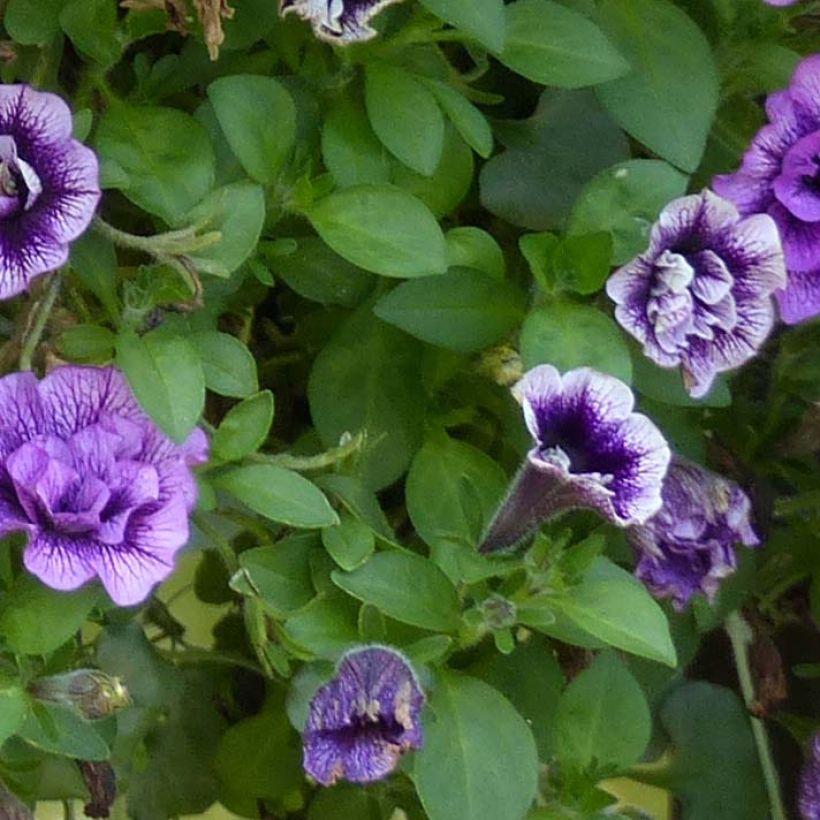 Tarhapetunia Sugar Plum (Lehvistö)
