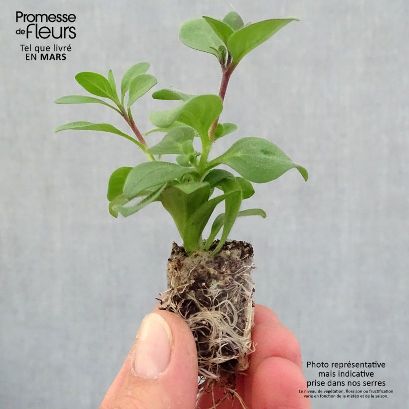 Esimerkki keväällä toimitetusta Tarhapetunia Supertunia Bordeaux Mini-motte Ø 1,5/2,5 cm-taimesta