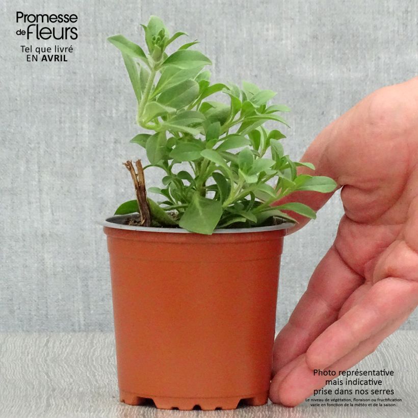 Esimerkki keväällä toimitetusta Tarhapetunia Supertunia Bordeaux Pot de 10 cm/11cm-taimesta