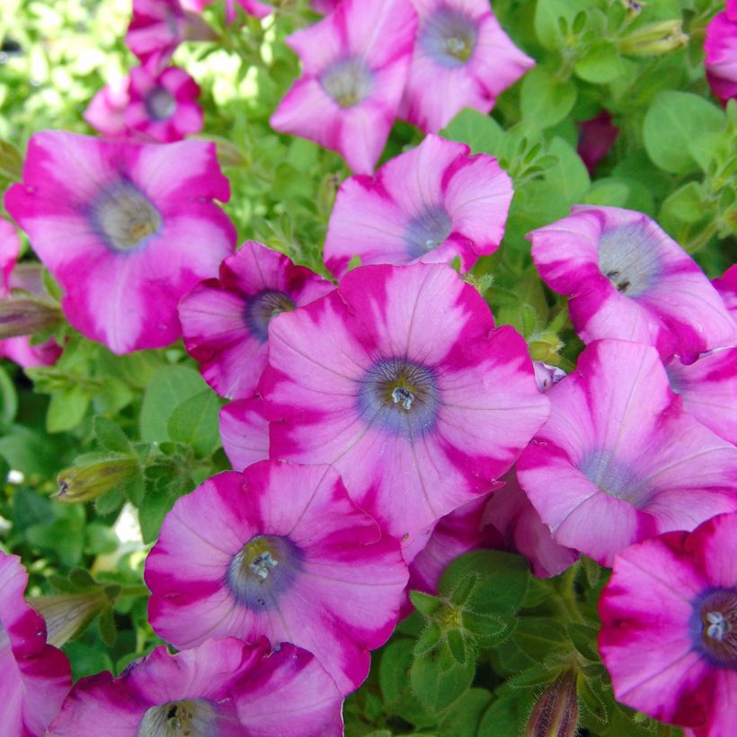 Tarhapetunia Supertunia Mini Blast Rose (Kukinta)