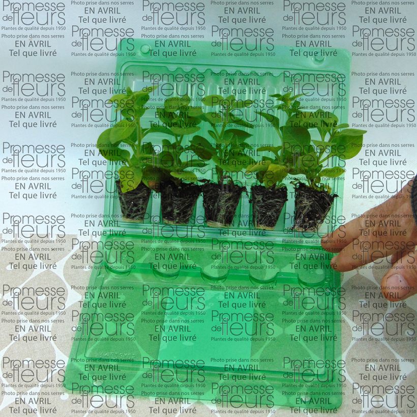 Esimerkki toimitetusta Tarhapetunia Supertunia Mini Blast Rose Mini-motte Ø 3/4 cm-taimesta