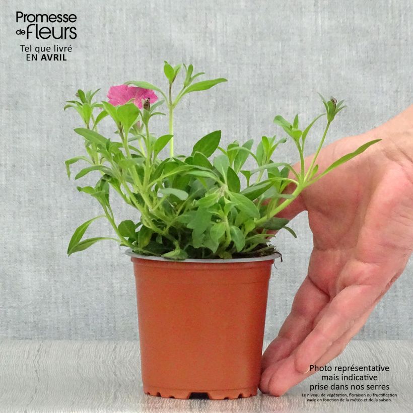 Esimerkki keväällä toimitetusta Tarhapetunia Supertunia Pink Star Godet de 8/9 cm-taimesta
