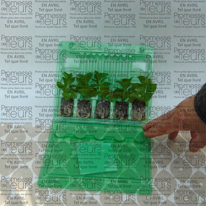 Esimerkki toimitetusta Tarhapetunia Supertunia Raspberry Blast Mini-motte Ø 3/4 cm-taimesta