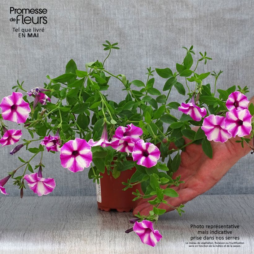 Esimerkki keväällä toimitetusta Tarhapetunia Raspberry Star Godet de 8/9 cm-taimesta