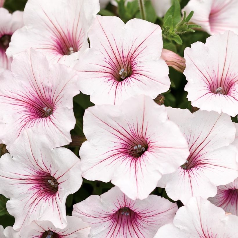 Tarhapetunia Supertunia Vista Silverberry (Kukinta)