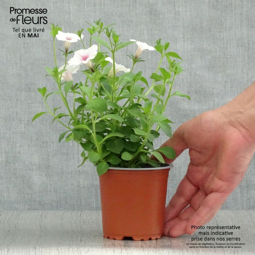 Esimerkki keväällä toimitetusta Tarhapetunia Supertunia Vista Silverberry Godet de 8/9 cm-taimesta