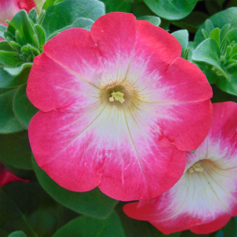 Riippapetunia Coral Morn (Kukinta)
