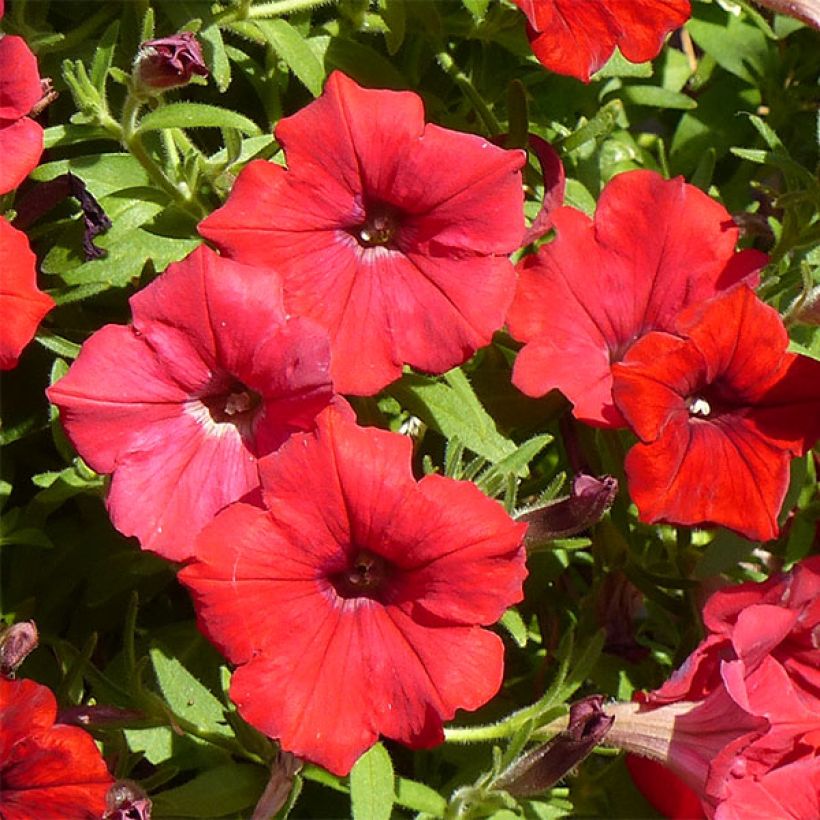 Riippapetunia Deep Red (Kukinta)