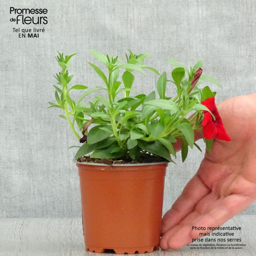 Esimerkki keväällä toimitetusta Riippapetunia Deep Red Godet de 8/9 cm-taimesta