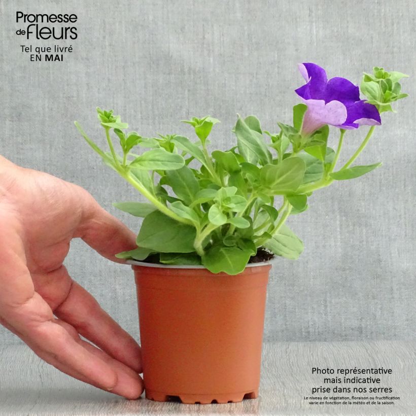 Esimerkki keväällä toimitetusta Riippapetunia Giant Blue Taimiruukku 8/9 cm-taimesta