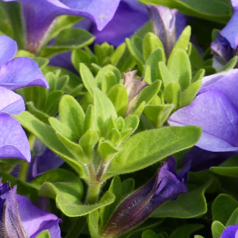Riippapetunia Heavenly Blue (Lehvistö)