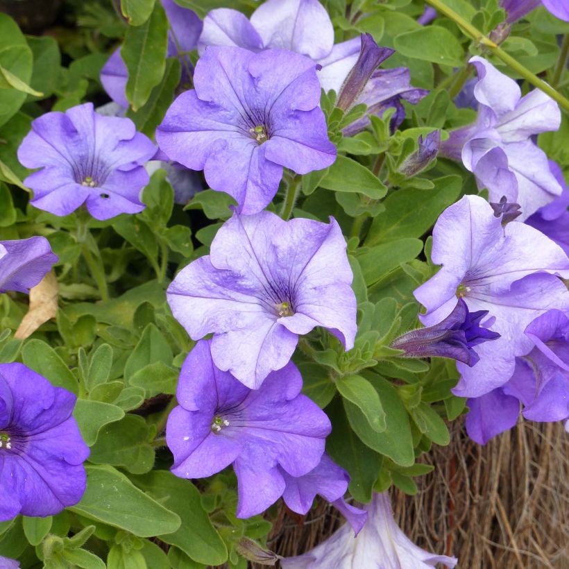 Riippapetunia Heavenly Blue (Kukinta)