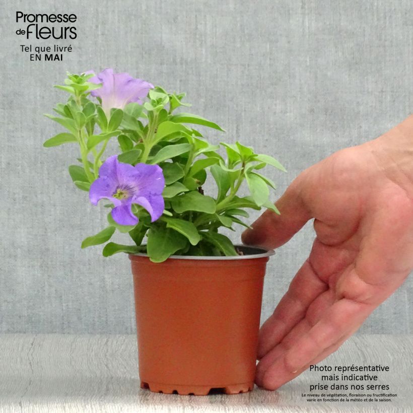 Esimerkki keväällä toimitetusta Riippapetunia Heavenly Blue Godet de 8/9 cm-taimesta