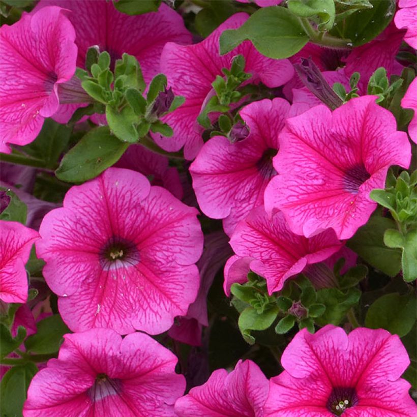 Riippapetunia Hot Pink (Kukinta)