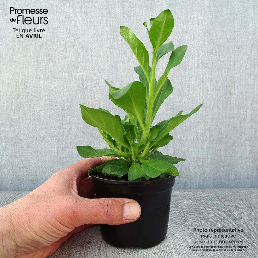 Esimerkki keväällä toimitetusta Riippapetunia Hot Pink Pot de 10 cm/11cm-taimesta