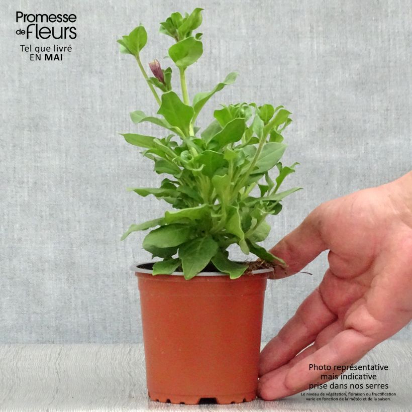 Esimerkki keväällä toimitetusta Riippapetunia Purple Godet de 8/9 cm-taimesta