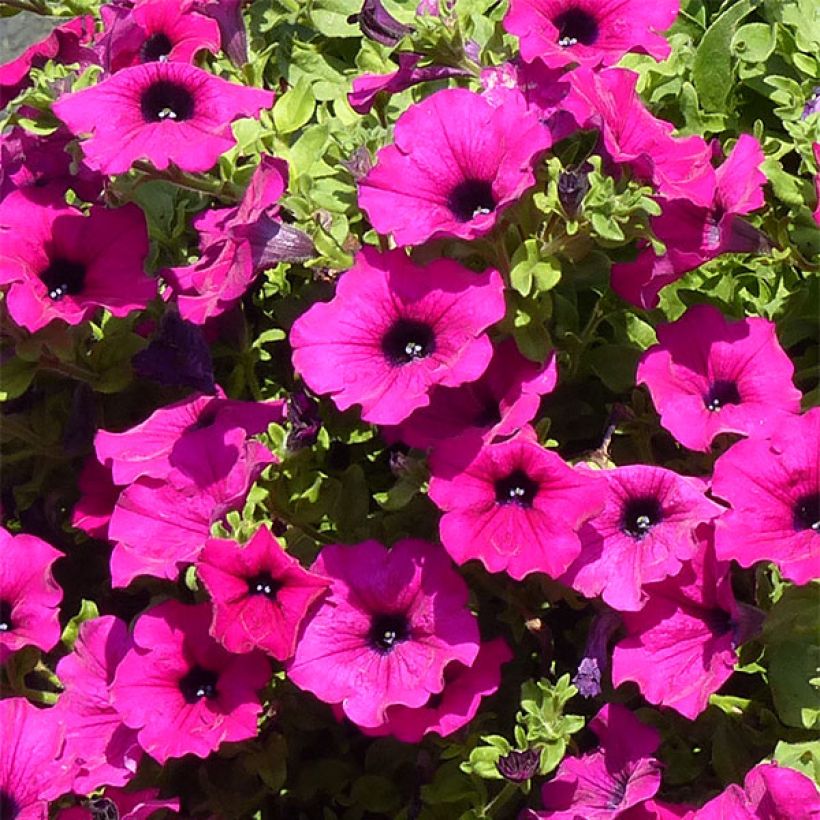 Riippapetunia Purple (Kukinta)