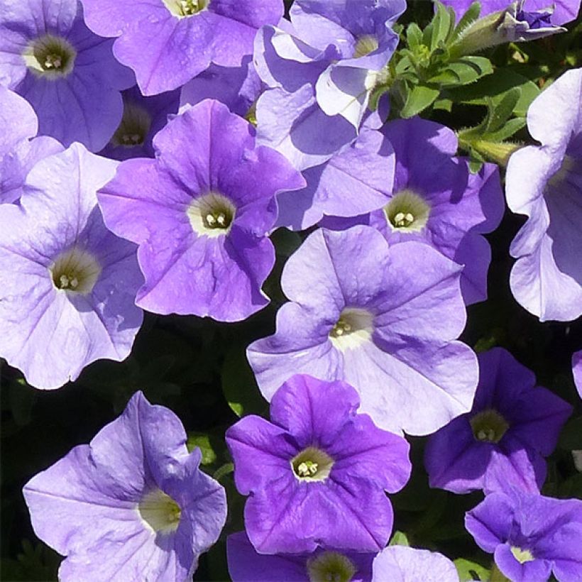 Riippapetunia Sky Blue (Kukinta)