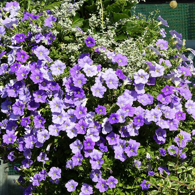 Riippapetunia Sky Blue (Kasvutapa)