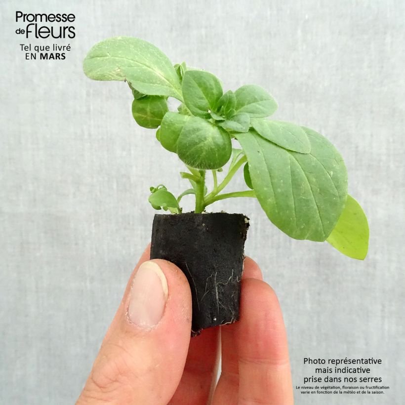 Esimerkki keväällä toimitetusta Riippapetunia Snow Mini-motte Ø 3/4 cm-taimesta