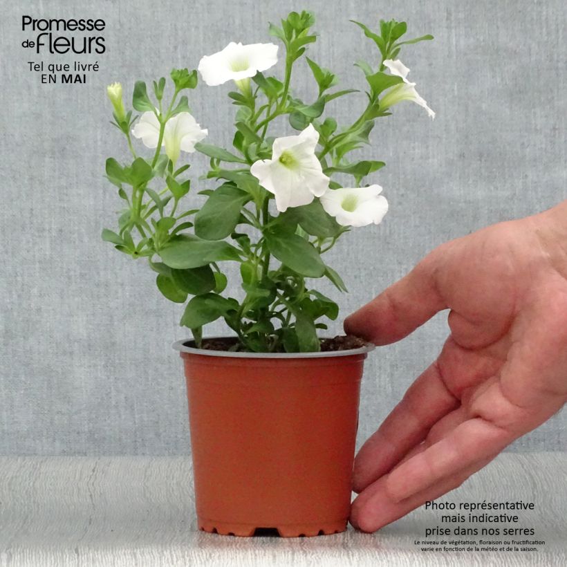 Esimerkki keväällä toimitetusta Riippapetunia Snow Godet de 8/9 cm-taimesta