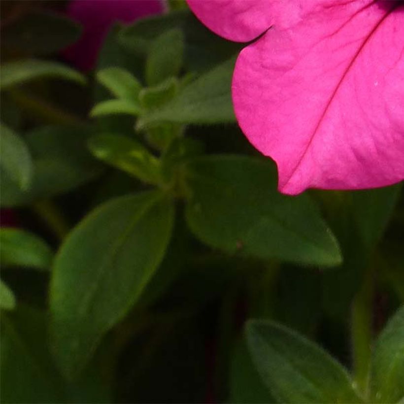 Riippapetunia Sumo Rose (Lehvistö)