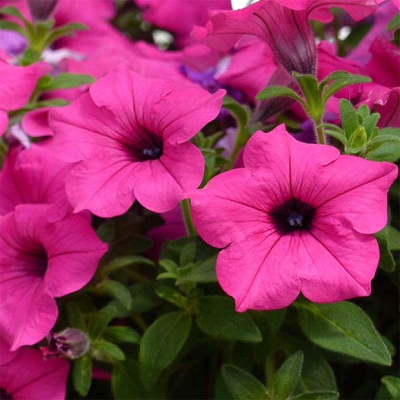 Riippapetunia Sumo Rose (Kukinta)