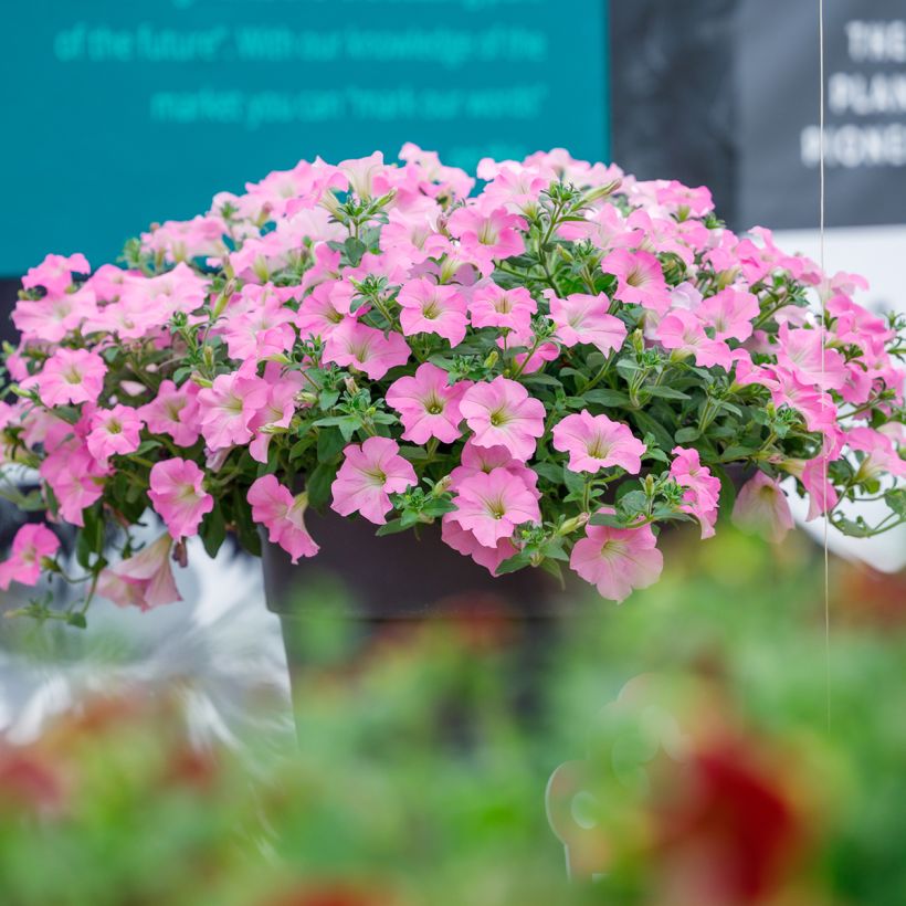 Tarhapetunia Surfinia Trailing Big Pink (Kasvutapa)