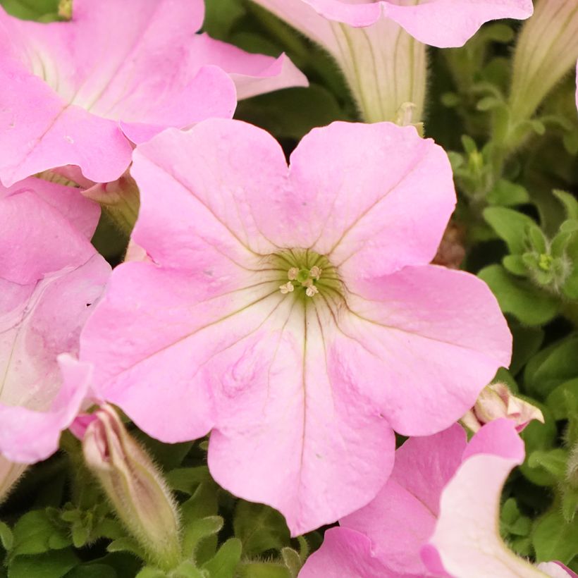 Tarhapetunia Surfinia Trailing Big Pink (Kukinta)