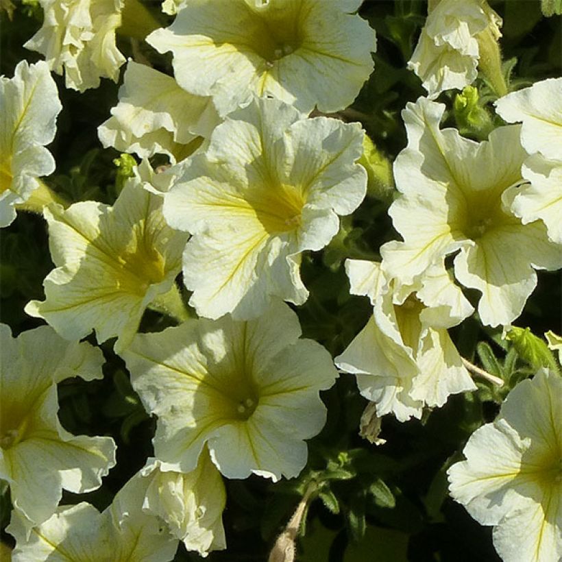 Riippapetunia Yellow (Kukinta)