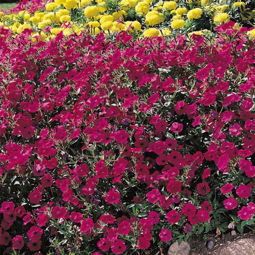 Tarhapetunia Tidal Wave F1 Cherry (Kukinta)