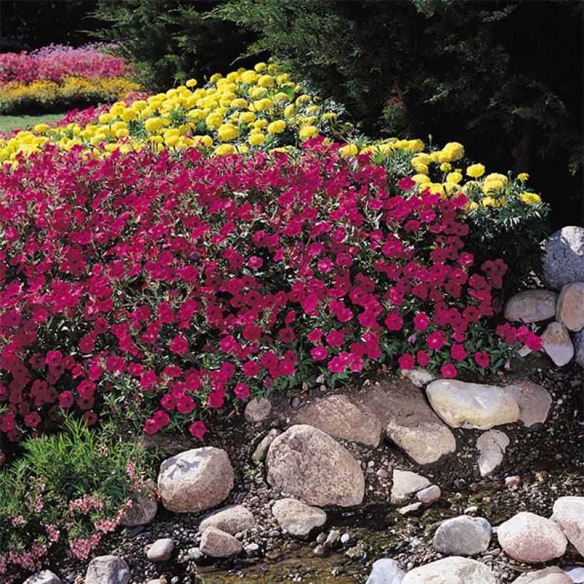 Tarhapetunia Tidal Wave F1 Cherry (Kasvutapa)