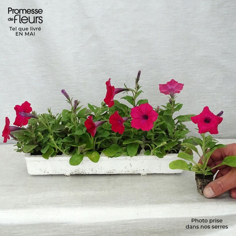 Esimerkki keväällä toimitetusta Tarhapetunia Tidal Wave F1 Cherry Jardimotte : motte 3,8 cm x 3,2 cm en plaque de culture par 16-taimesta
