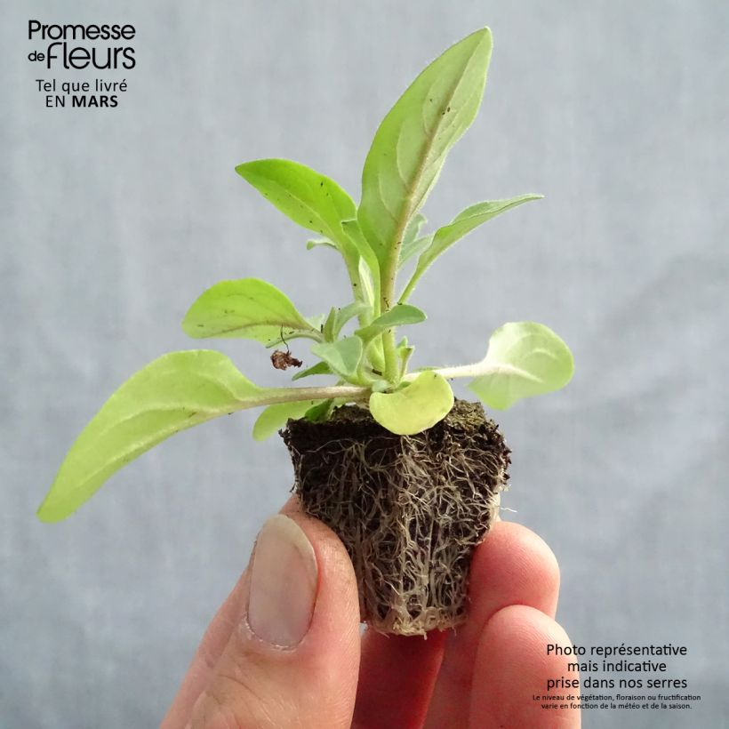Esimerkki keväällä toimitetusta Tarhapetunia Tidal Wave F1 Silver Jardimotte paakku 3,8 cm-taimesta