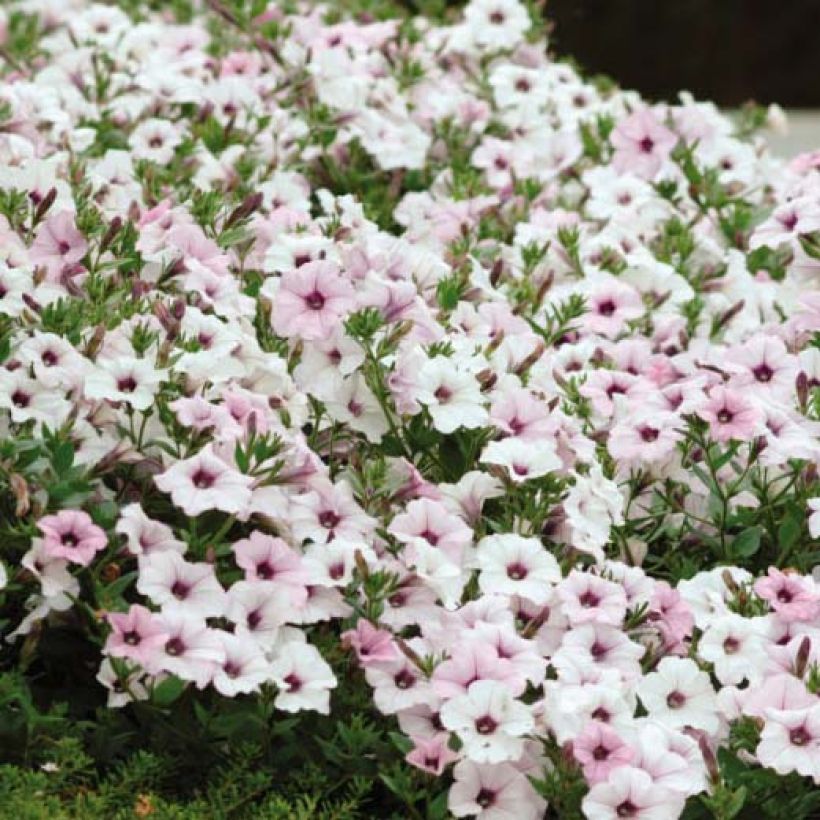 Tarhapetunia Tidal Wave F1 Silver (Kukinta)
