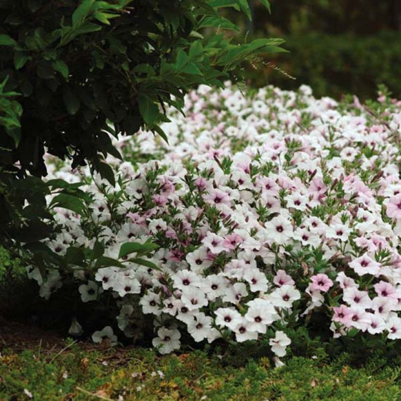 Tarhapetunia Tidal Wave F1 Silver (Kasvutapa)