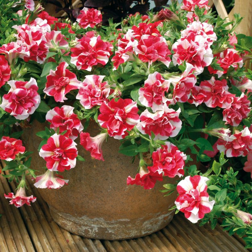 Tarhapetunia Tumbelina Cherry Ripple (Kasvutapa)