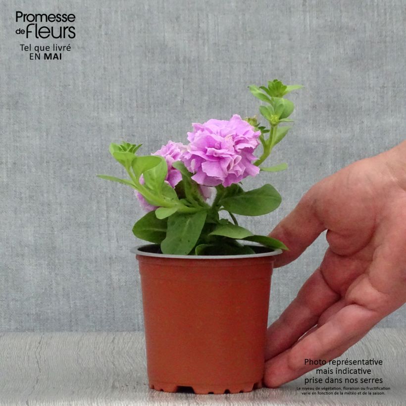 Esimerkki keväällä toimitetusta Tarhapetunia Tumbelina Priscilla Taimiruukku 8/9 cm-taimesta
