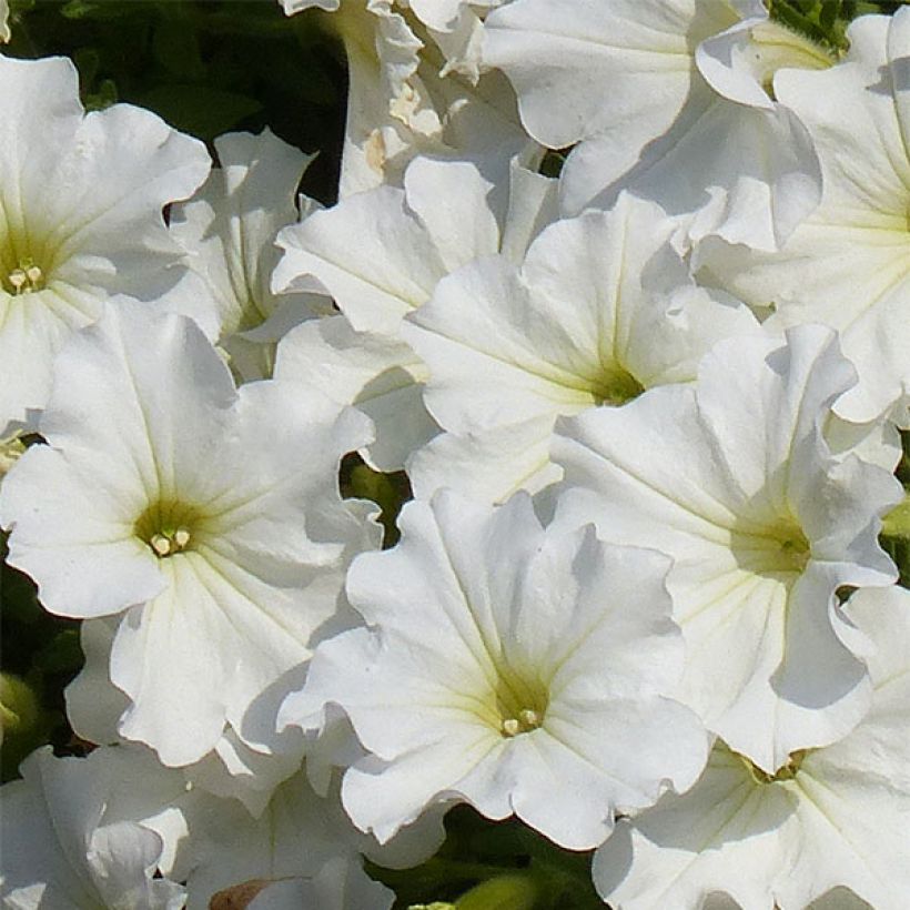 Riippapetunia Snow (Kukinta)